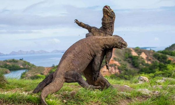 Rồng Komodo cái có thể sinh sản hữu tính và hữu tính