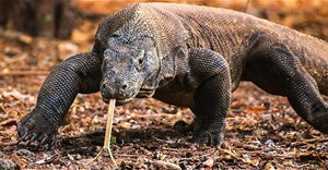 Khám phá thế giới kỳ thú của rồng Komodo - loài thằn lằn lớn nhất hiện nay