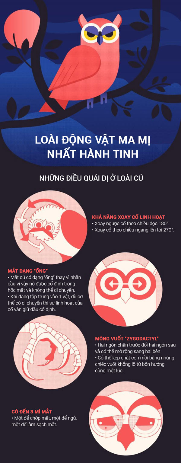 Cấu tạo đặc biệt khiến cú không thể chỉ di chuyển mắt sang trái hoặc sang phải mà phải di chuyển cả đầu để nhìn
