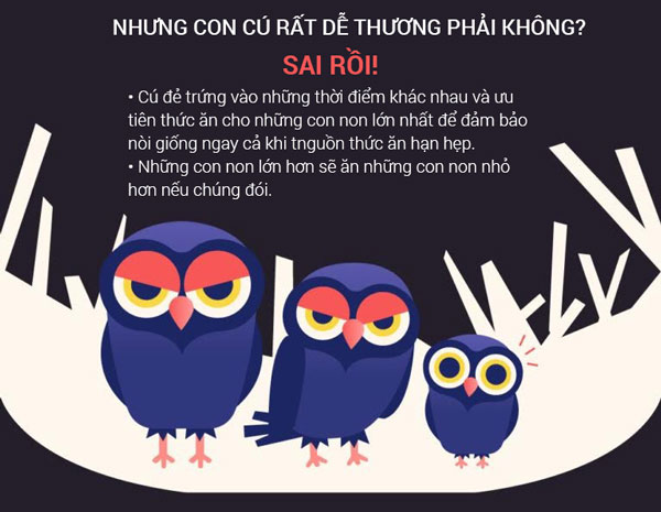 Cú đẻ trứng vào thời điểm khác nhau