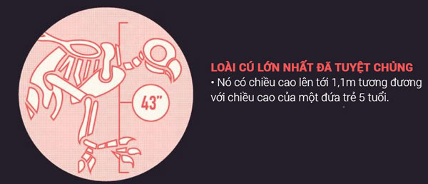 Loài cú lớn nhất đã tuyệt chủng