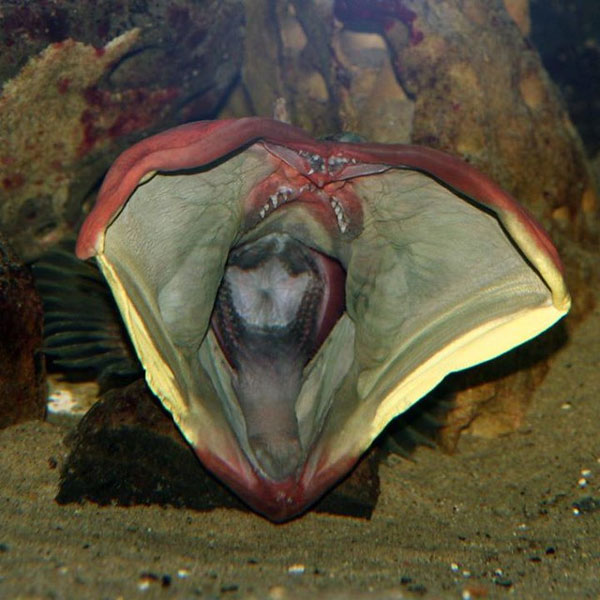 Miệng của cá miệng rộng 