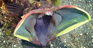 Bí ẩn ‘nụ hôn thần chết’ của cá miệng rộng, mở to miệng gấp 4 lần mỗi khi chiến đấu