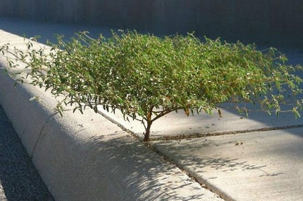 Một cái cây tí hon phát triển trên kẽ đất ở vỉa hè, chứng minh sức sống mãnh liệt của cây cối xung quanh ta.