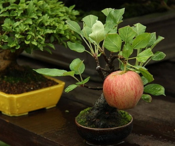 Cây táo bonsai có kích thước rất nhỏ nhưng đã cho ra một quả có kích cỡ bình thường.
