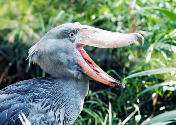 This creature has an average height of about 1.4 m. It has a large, thick and 17-20cm long beak that looks quite similar to a traditional clog in the Netherlands. In particular, this beak has a very strong bite force that helps shoe-billed storks hunt effectively. Photo: Just Birding.