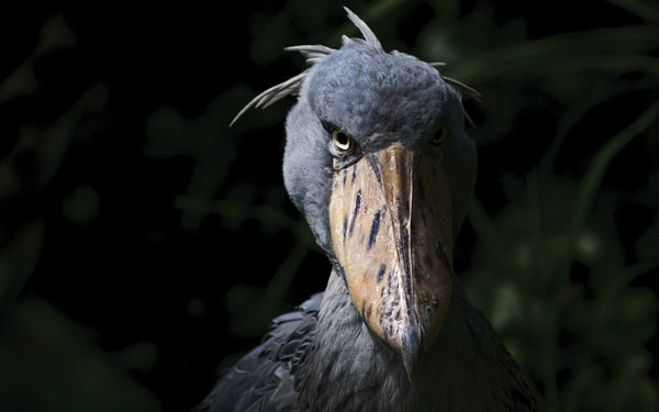 Shoe-billed storks are descended from a group of carnivorous dinosaurs named after them "Theropoda" - same group of T-Rex dinosaurs but descended from much smaller dinosaurs. Over a long period of time, their mouths full of sharp teeth have evolved into large beaks. Photo: Alamy.