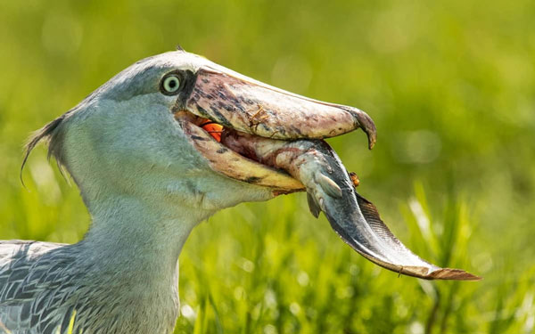 Although they are called storks, shoe-billed storks tend to be more like pelicans - especially in their ferocious hunting methods. Photo: Just Birding.