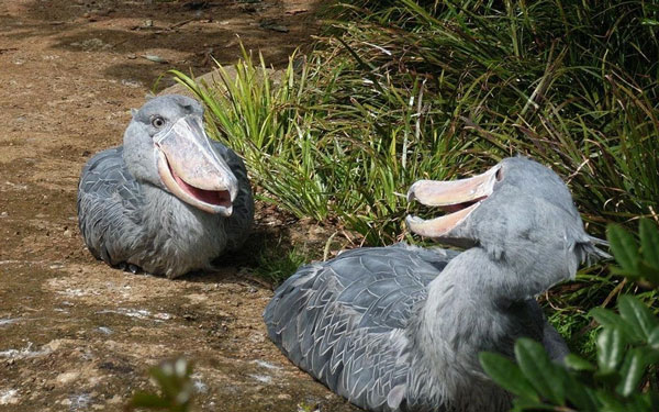 The shoe-billed stork's large beak is an effective hunting weapon, even helping the shoe-billed stork kill crocodiles, but only baby crocodiles. Crocodile skin is very thick but is just a tough piece of quiche to the shoebill stork. Just use a little bit of force to tear it. The shoe-billed stork's main food is frogs, reptiles and lungfish. Photo: Reddit.