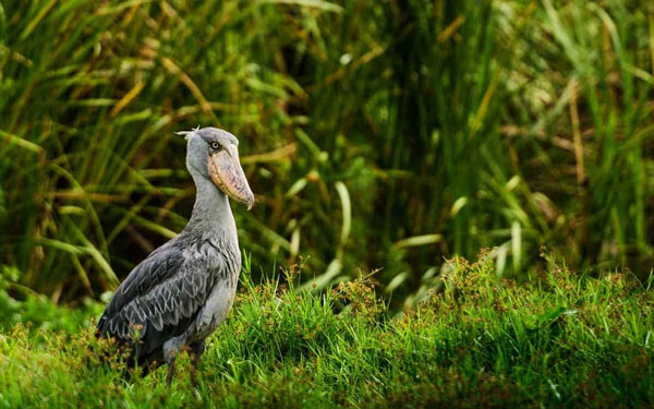 The shoebill stork's beak has many other uses such as attracting mates, repelling predators, and is also a tool to scoop up water to help the stork quench its thirst under the harsh African sun. Photo: Audobonva.