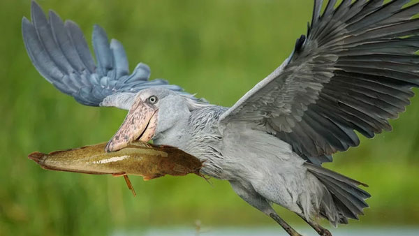 Shoe-billed storks are very patient, they often stand motionless for long periods of time stalking their prey. When the prey is careless, it will collapse like a statue and use its beak to pierce the prey. Before swallowing, they often use their beak to chop their prey into small pieces with 2-3 stabs. Photo: IVM.