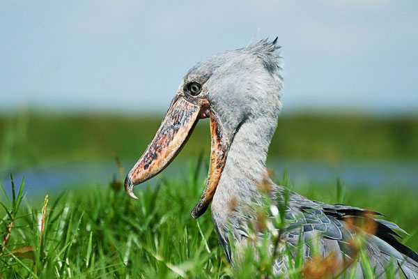 Shoe-billed storks are solitary animals, partners only come together to mate, build nesting areas and incubate eggs. The female lays 1 to 3 eggs and hatches after about 30 days of incubation. Photo: Ebird.