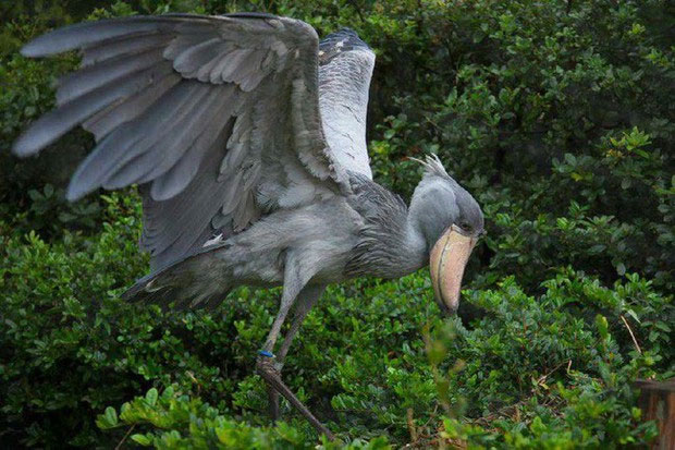 Although it is a fearsome predator in the natural world, the total number does not exceed 20,000 in the wild and in zoo captivity. Therefore, the shoe-billed stork is listed as a vulnerable species in the Red Book.