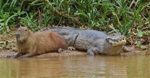 Chuột lang nước: Loài chuột khổng lồ nặng tới 68kg, ung dung giữa đàn cá sấu nhờ khả năng đặc biệt