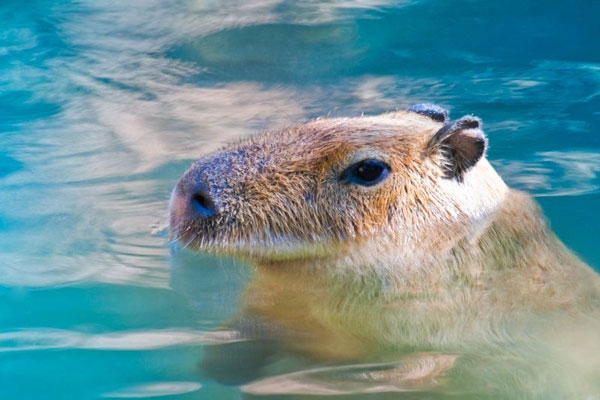 True to its name, this giant rat especially likes water. They are these "excellent swimmer"thanks to webbed feet that help this mouse easily move in water. Guinea pigs can probably dive and stay underwater for up to 5 minutes. These rodents can even mate or sleep while underwater, just keeping their nose out of the water. Photo: Dreamtime.