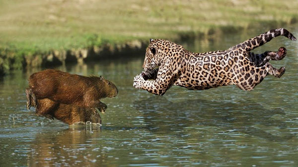 With the advantage of giant legs, despite its large size, this rodent has a very fast running speed, up to a maximum of 9.8 m/s, equivalent to the running speed of a football player. With this ability, capybaras will quickly 'escape' when they perceive danger. Photo: Stocky.