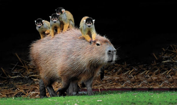 This species of capybara is very friendly, so it is called "messenger of peace" of the animal world. They never actively attack and live in harmony with all species. Even almost never refuse other animals to ride on them, so many people call them "walking chair". Therefore, animals love to get close to capybaras. The image of a bird or monkey sitting on the back of a guinea pig is not uncommon. Photo: Flickr.