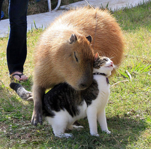 Extremely cute image of a capybara playing with a cat. Photo: Bored Panda.