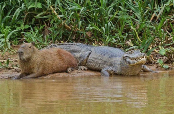 Even ferocious crocodiles do not scare capybaras. Sometimes, it calmly lies next to the crocodile without worrying about anything. Photo: Sina.