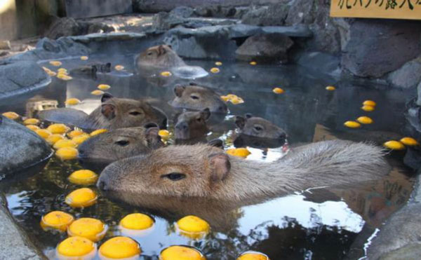 With their adorable appearance and friendly personality, capybaras are also kept as pets. In Japan, a zoo even gives them hot baths to attract visitors. Capybaras have an average lifespan of up to 8-10 years. Photo: Shaboten.