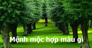 Mệnh Mộc hợp màu gì? Mệnh Mộc kỵ màu gì?