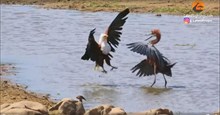 Cận cảnh màn tranh bắt cá hiếm có giữa đại bàng, diệc và hạc 
