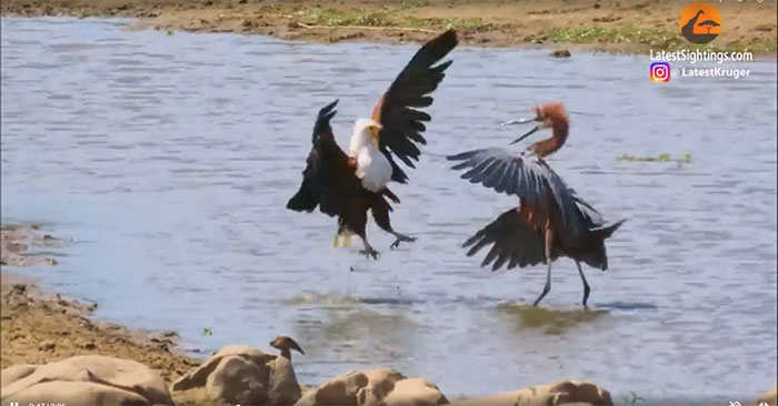 Đại bàng và chim diệc đánh nhau 