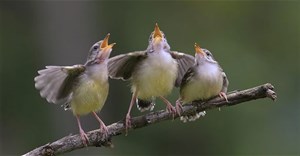 Chim hay hót vào sáng sớm, tại sao vậy?