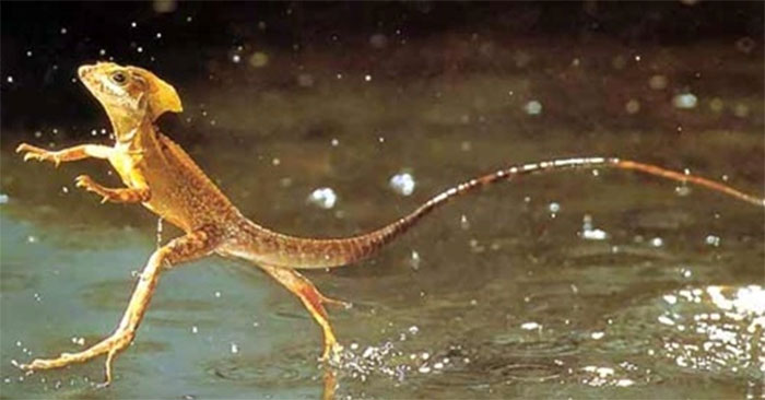 Thằn lằn Basilisk