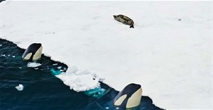 Đàn cá voi sát thủ phối hợp tạo sóng ngầm phá vỡ băng để săn hải cẩu