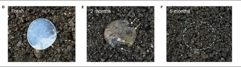 Sau 5 tháng, vật liệu pin đã phân hủy gần như hoàn toàn. Ảnh: Liangbing Hu.