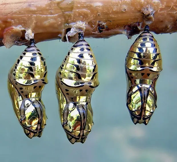 Lớp vỏ trông như kim loại của loài bướm sống tại Costa Rica.