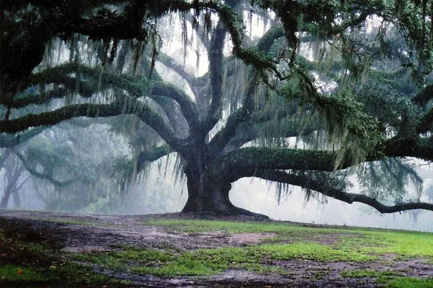 Đây là một cây sồi 350 năm tuổi vẫn tiếp tục tồn tại và vươn lên mạnh mẽ.