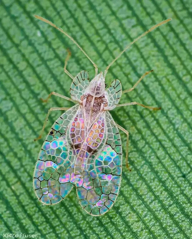 Cánh của một chú bọ rực rỡ màu sắc trông giống như kính vạn hoa.