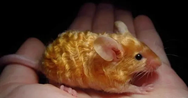 Chú chuột với bộ lông vàng lượn sóng cực mượt mà.
