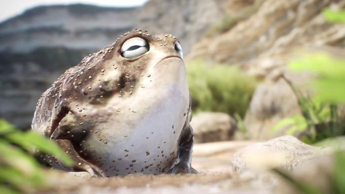 Ếch mưa sa mạc đẻ trứng và trứng phát triển trực tiếp thành ếch 