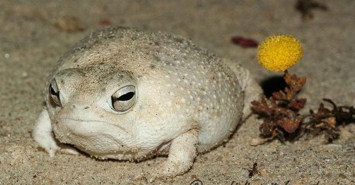 Ếch mưa sa mạc 