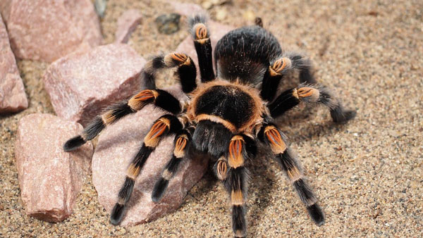 Nhện Tarantula 