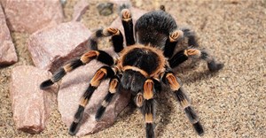 Cận cảnh nhện độc tarantula lột xác tự bước ra khỏi vỏ