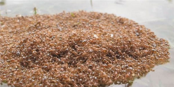 Bè kiến lửa hàng triệu con trôi nổi trong nước lũ sau bão ở Mỹ.