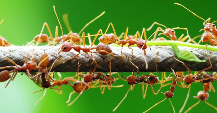 Trên Trái đất có bao nhiêu kiến 