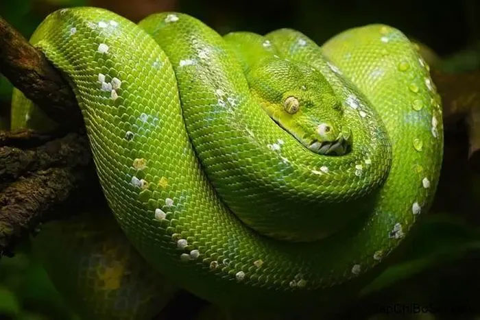 6 loài rắn, trăn đẹp nhất thế giới - QuanTriMang.com