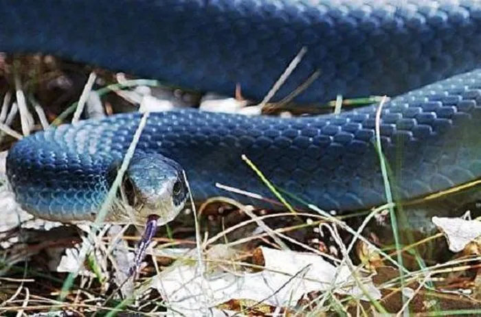 Đây là một loài rắn nước