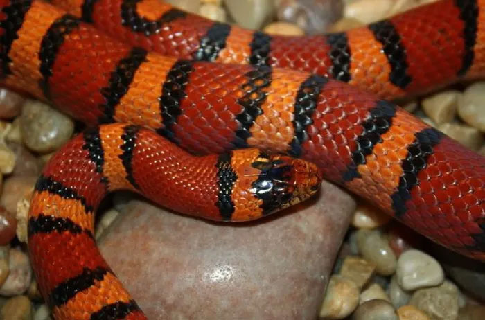 Rắn sữa Honduras (Honduran Milk Snake)