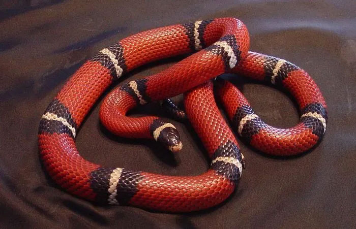 Rắn sữa Honduras (Honduran Milk Snake)