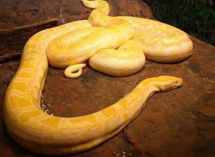 Loài trăn này sở hữu cơ thể màu vàng đặc biệt