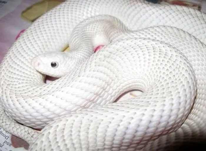 Rắn bạch tạng Texas (Leucistic Texas Rat Snake) - Loài rắn đẹp nhất thế giới