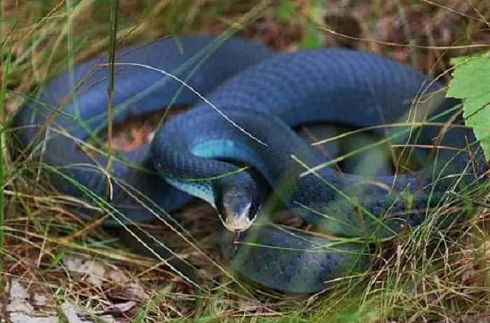 Rắn lam (Blue Racer Snake)