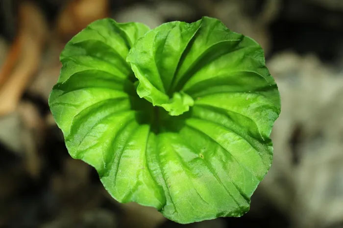 cây một lá còn được người chơi cây cảnh trên thế giới sưu tầm vì sự độc đáo và hiếm gặp