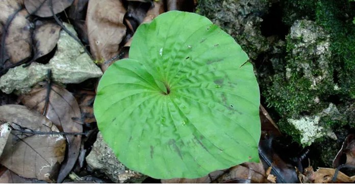 Loài cây kỳ lạ chỉ có duy nhất một chiếc lá, ‘hiếm có khó tìm’ ở Việt Nam